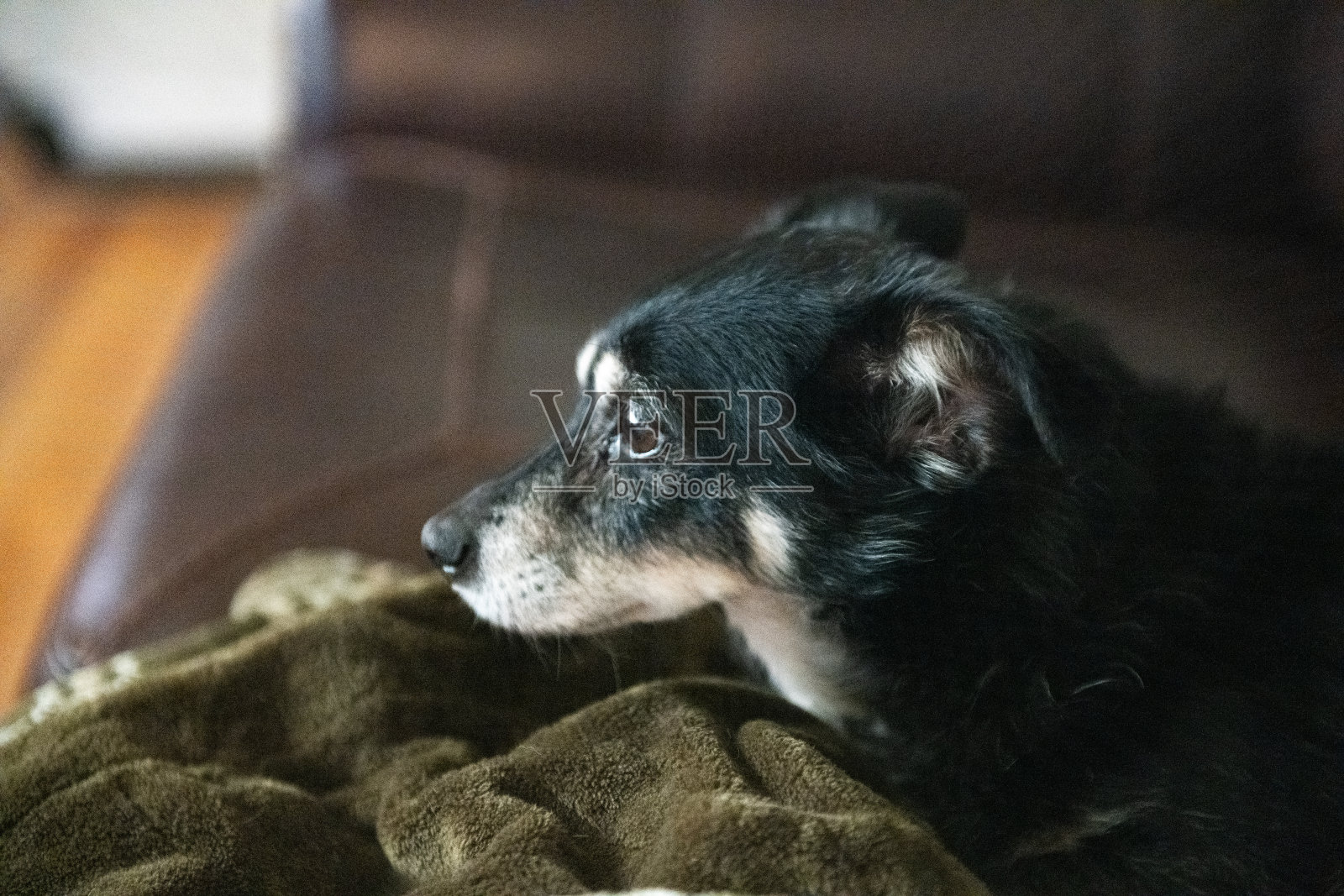 小宠物吉娃娃坐在沙发上照片摄影图片