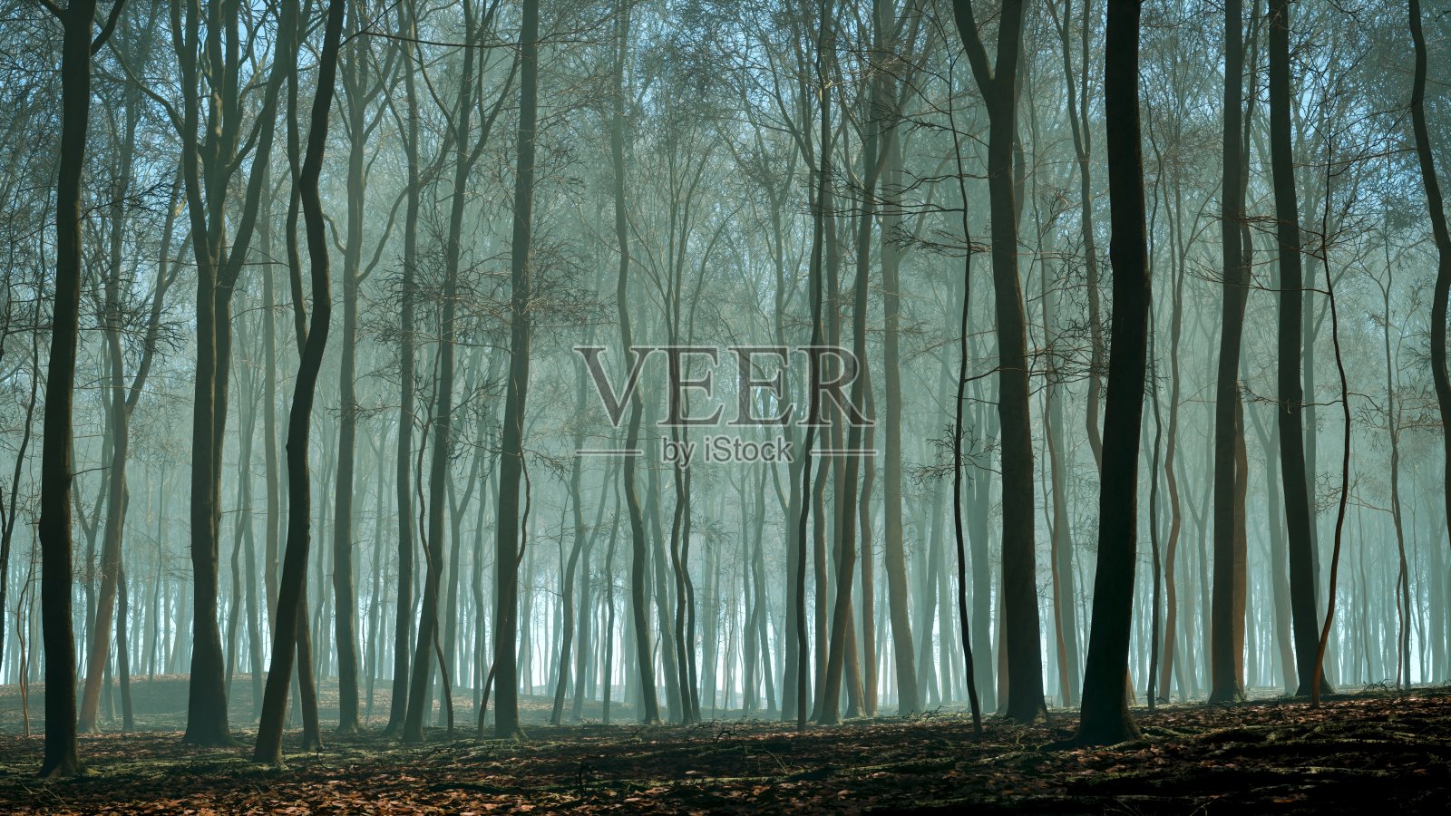 阳光沐浴在秋天的树林里，树叶茂密照片摄影图片