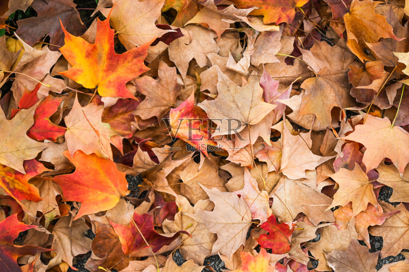 秋天的落叶照片摄影图片
