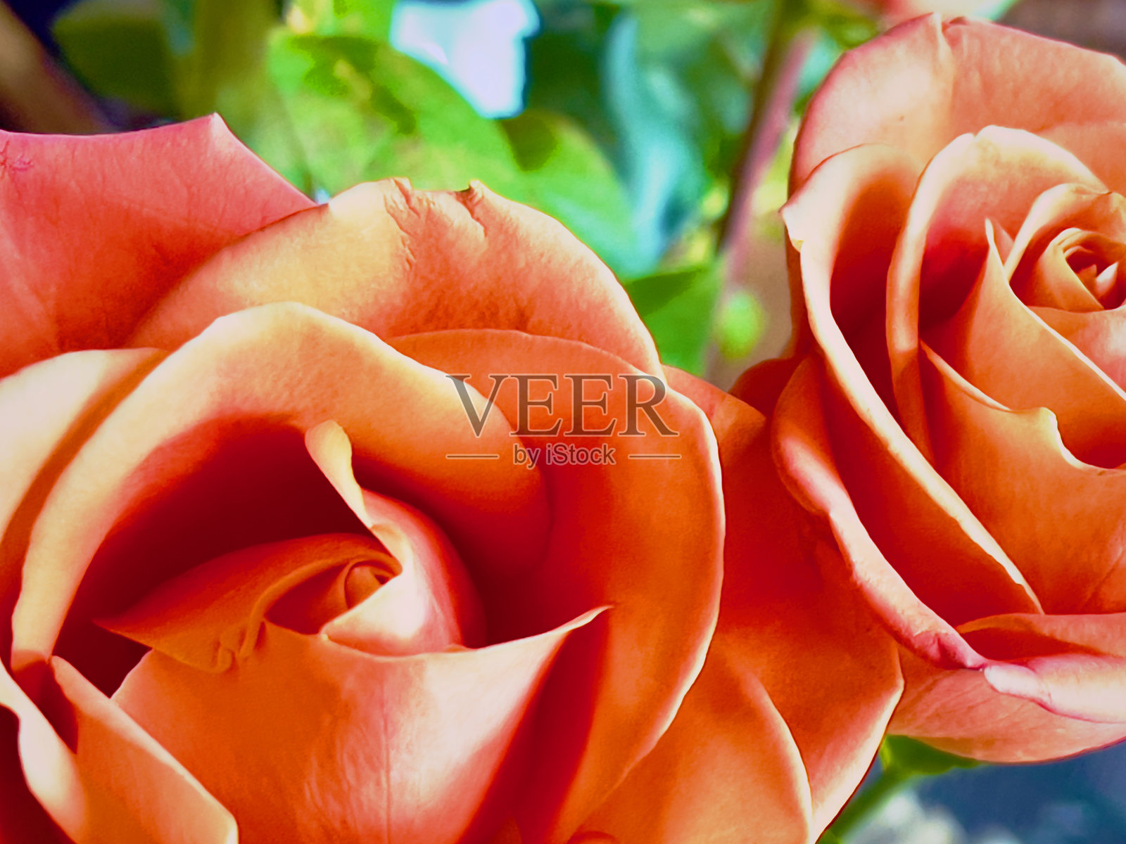 玫瑰照片摄影图片