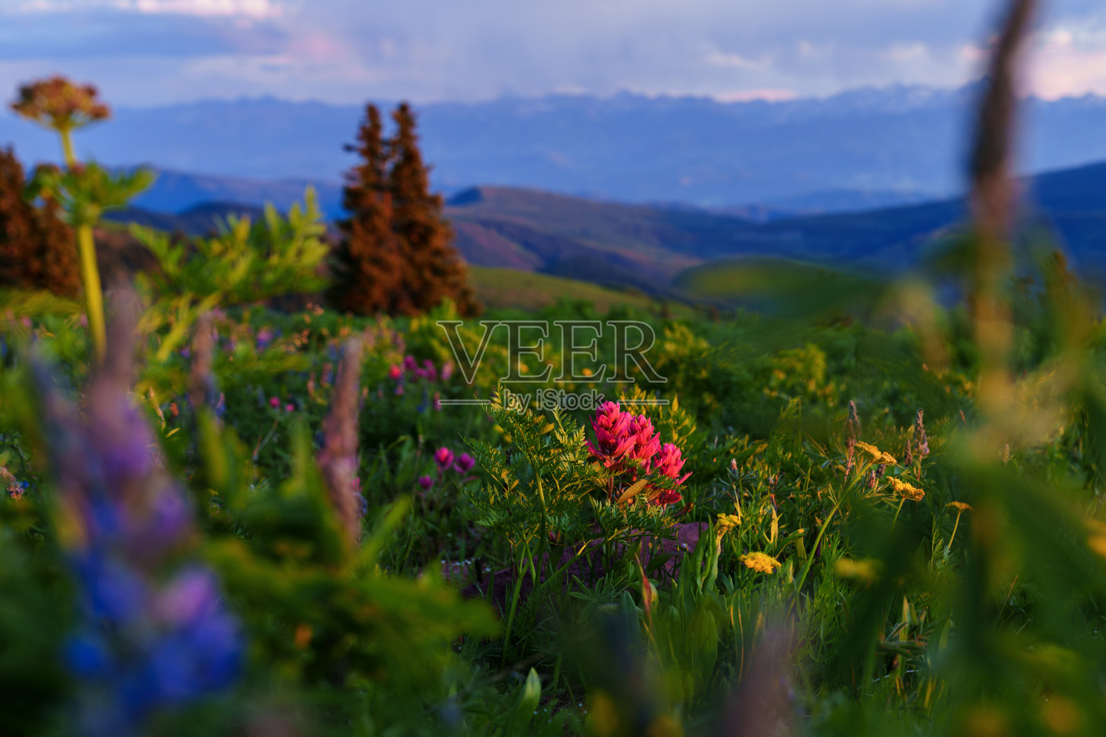 山景与野花照片摄影图片