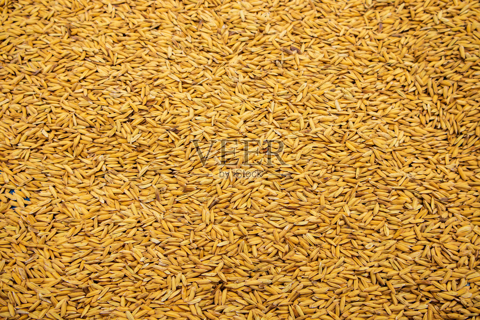 金色的稻谷背景经过园丁的农业收获照片摄影图片