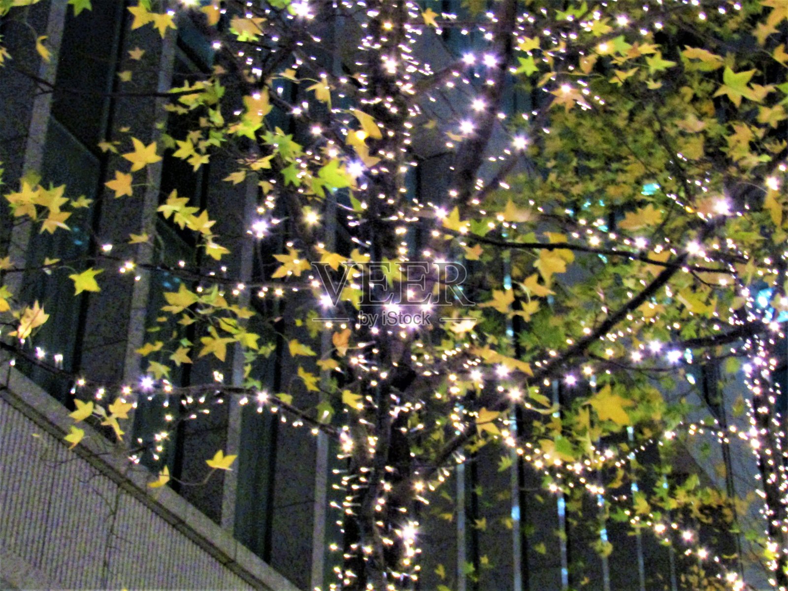 TJapan。12月。东京街头的秋叶和圣诞彩灯。照片摄影图片