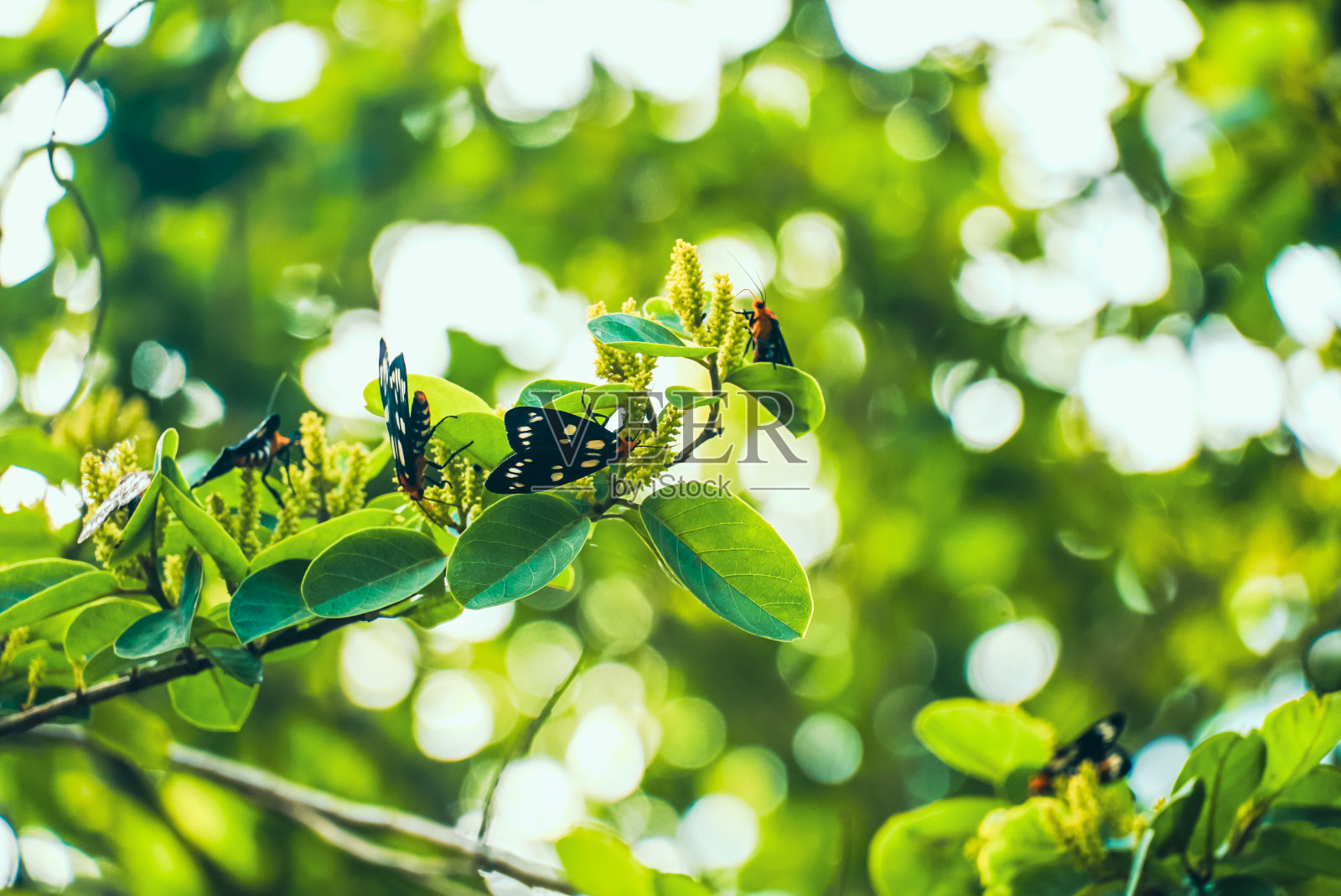 在一个阳光明媚的夏日，蝴蝶在花上。蝴蝶在花上授粉的特写照片摄影图片