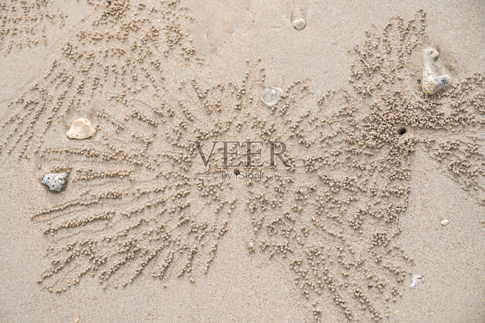 士兵蟹是一种以腐殖质和沙滩上发现的小动物为食的小蟹。退潮时在沙滩上移动的士兵蟹。照片摄影图片