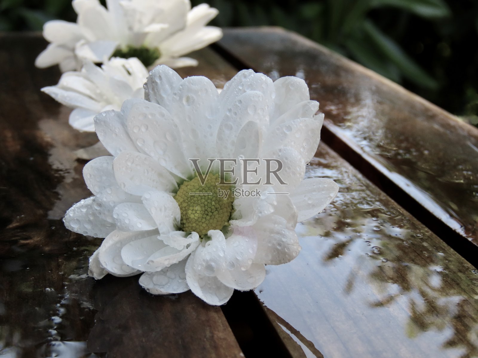 雨后的英国雏菊照片摄影图片