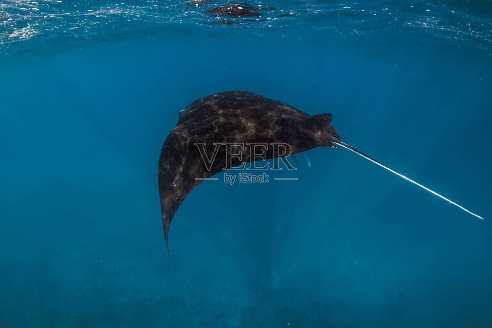 巨大的蝠鲼鳐鱼在海洋中游泳。在蓝色的大海中与刺鳐一起浮潜照片摄影图片