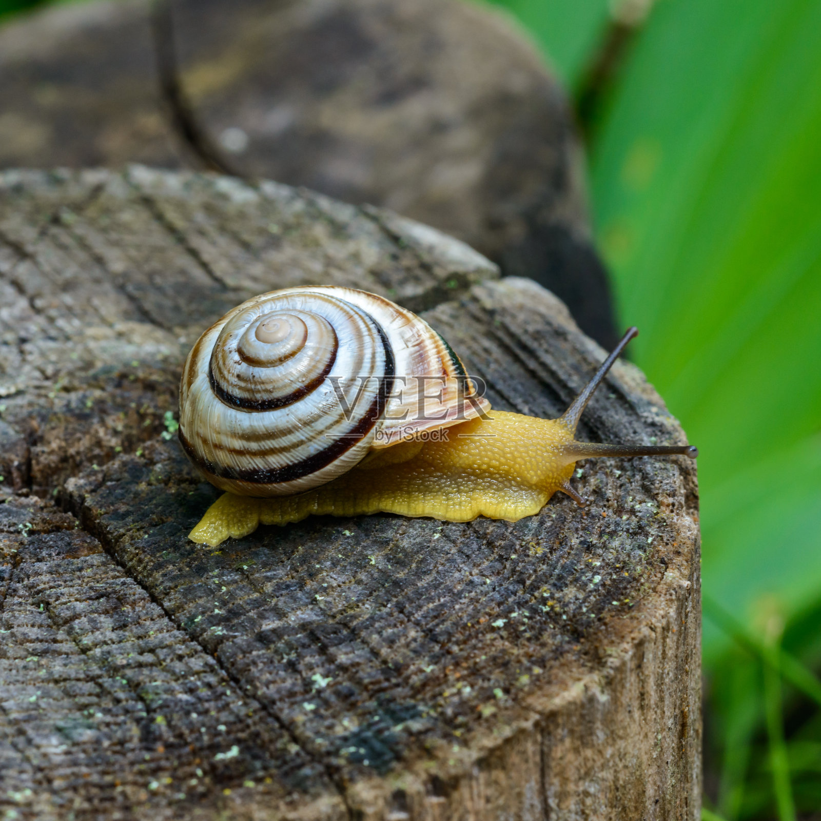 青龙属-爬行的陆地肺软体动物，黄色的身体照片摄影图片