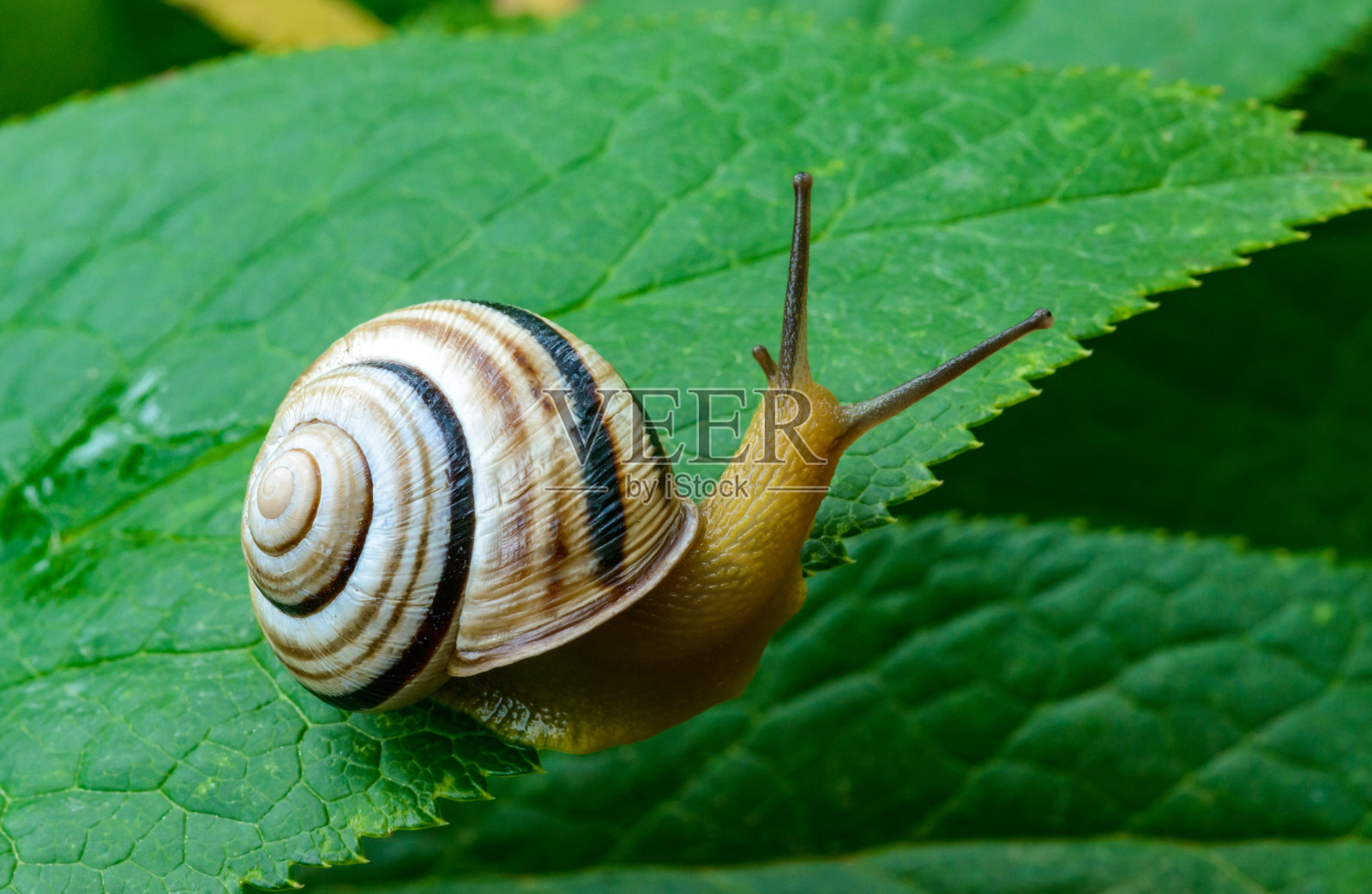 青龙属-爬行的陆地肺软体动物，黄色的身体照片摄影图片