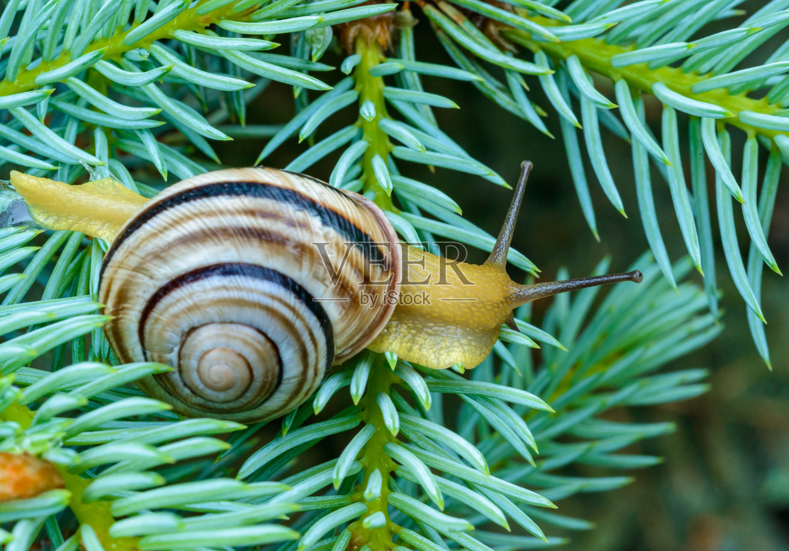 青龙属-爬行的陆地肺软体动物，黄色的身体照片摄影图片