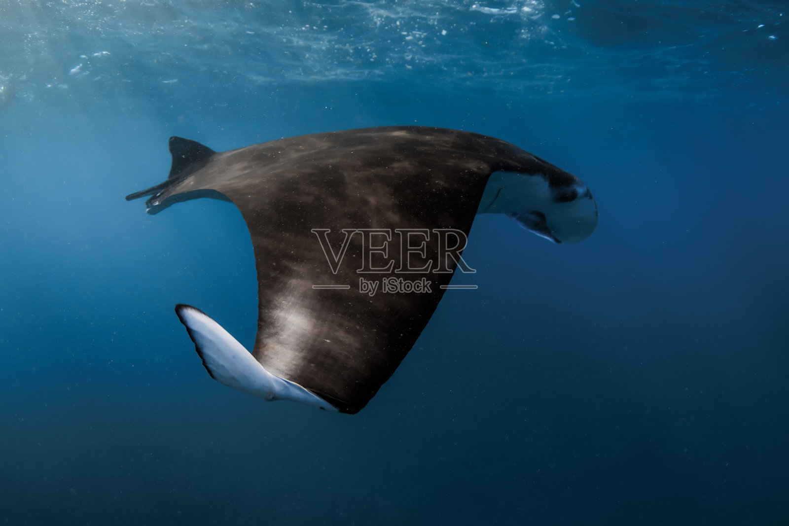 巨大的蝠鲼鳐鱼在海洋中游泳。在蓝色的大海中与刺鳐一起浮潜照片摄影图片