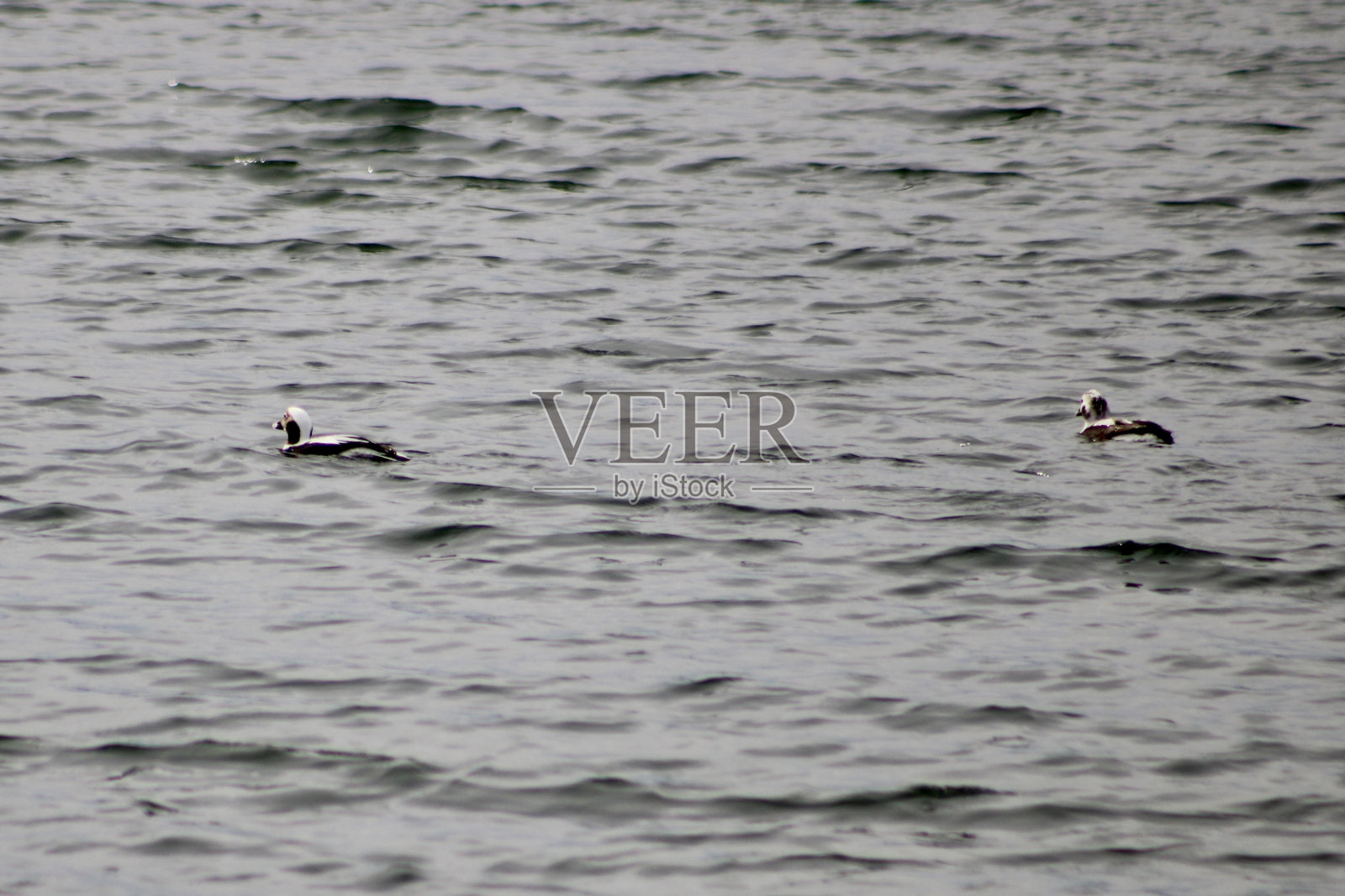 长尾鸭照片摄影图片