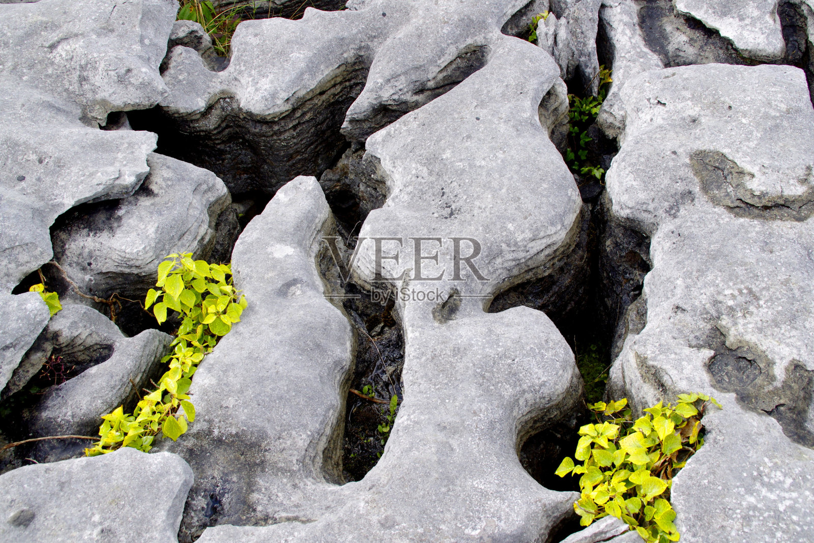 在爱尔兰Poulnabrone的地板上，石头、裂缝和绿色植物照片摄影图片