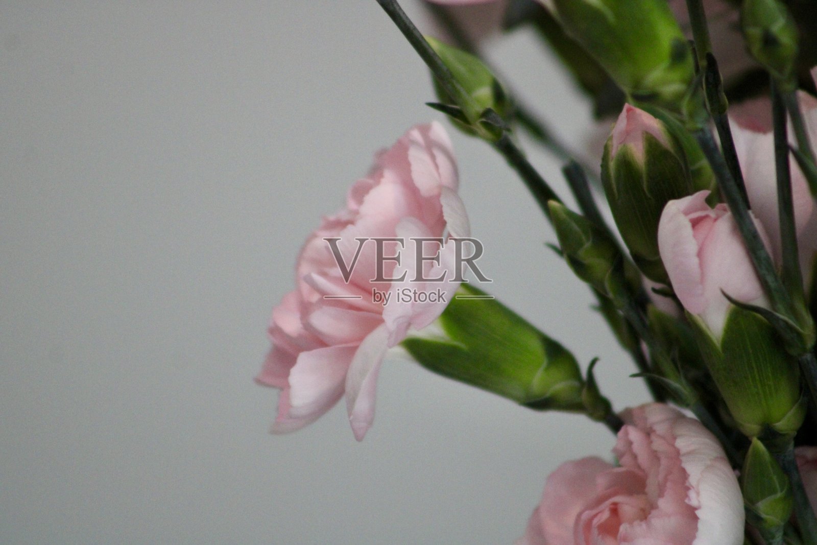 粉色的玫瑰照片摄影图片