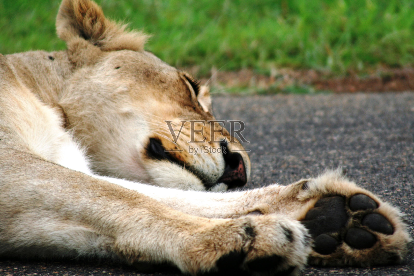 非洲狮子照片摄影图片