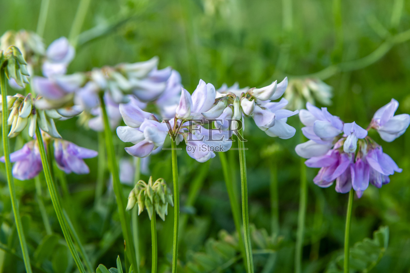 弗吉尼亚州怀特托普山照片摄影图片