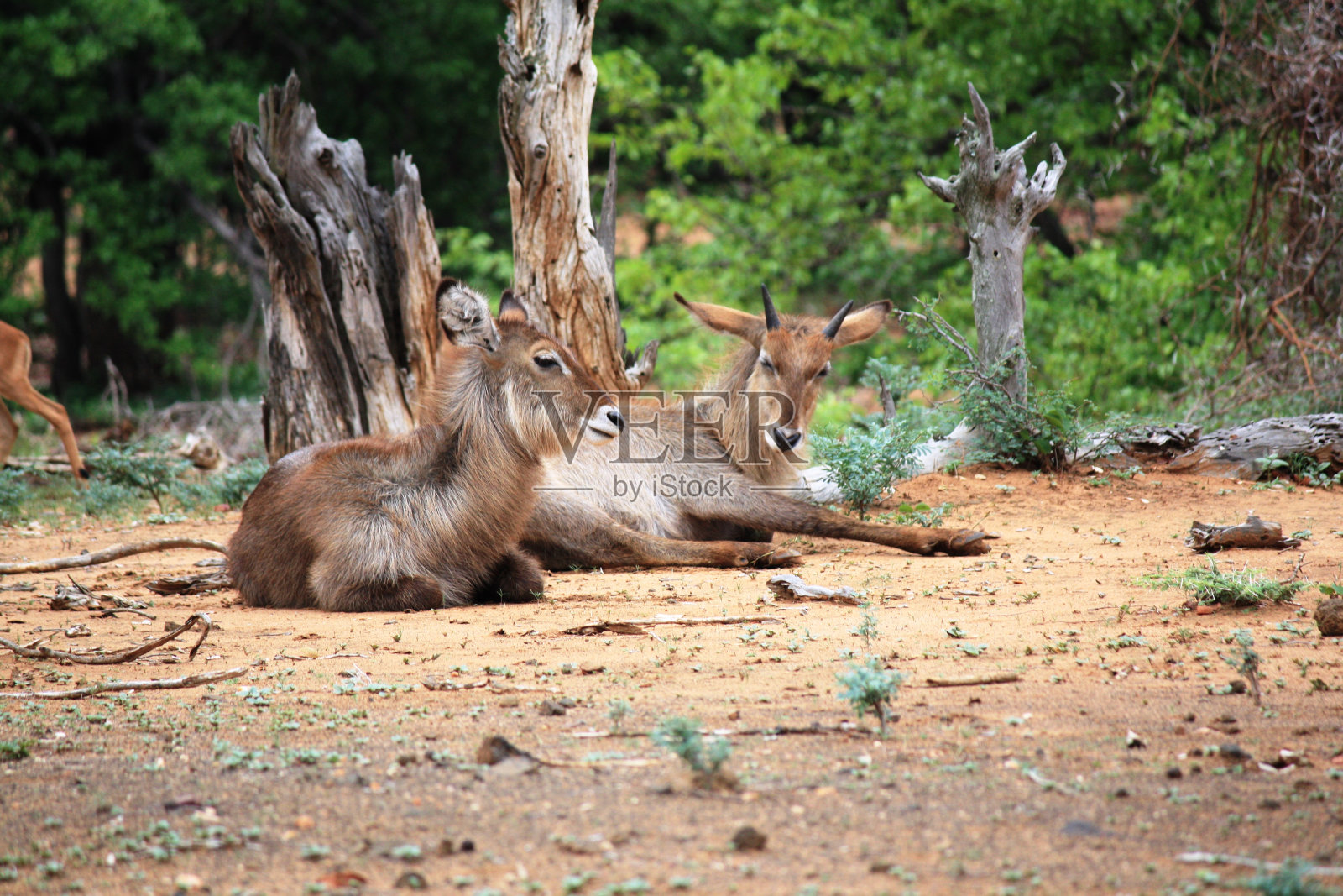 愚蠢的照片摄影图片