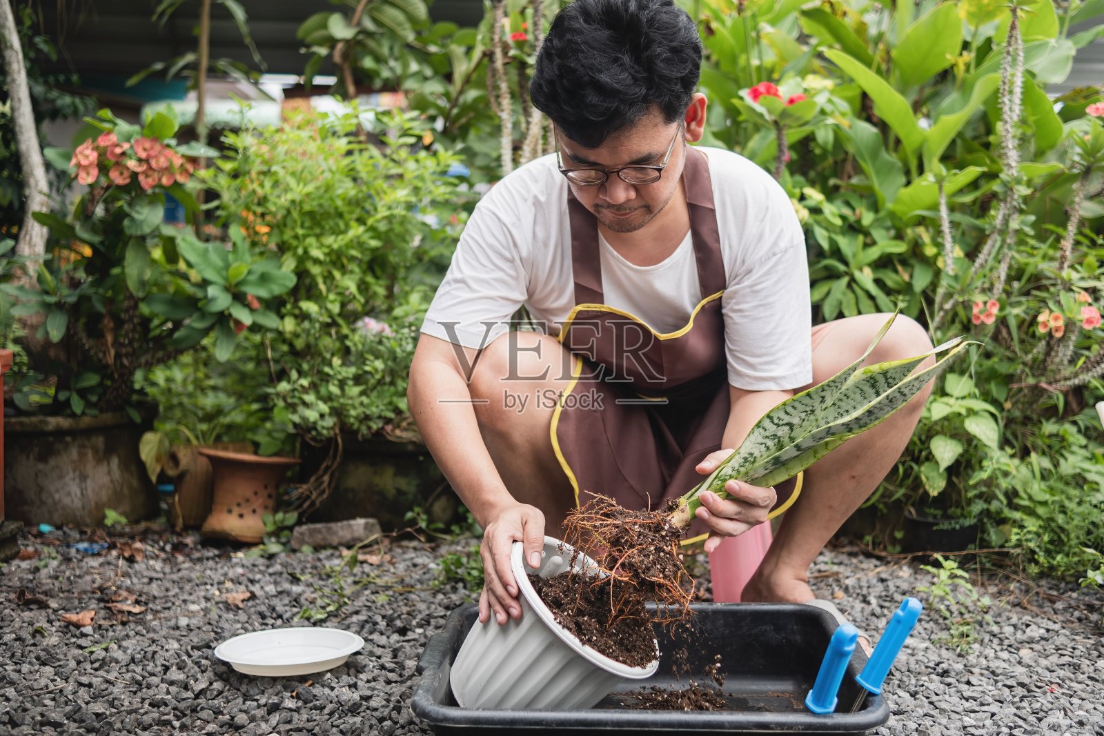 一个人正在花园里给一株蛇草重新盆栽。他系着围裙，轻轻地从旧花盆中取出植物。这张照片对DIY和家庭装修项目很有用，尤其是那些与园艺有关的项目。照片摄影图片