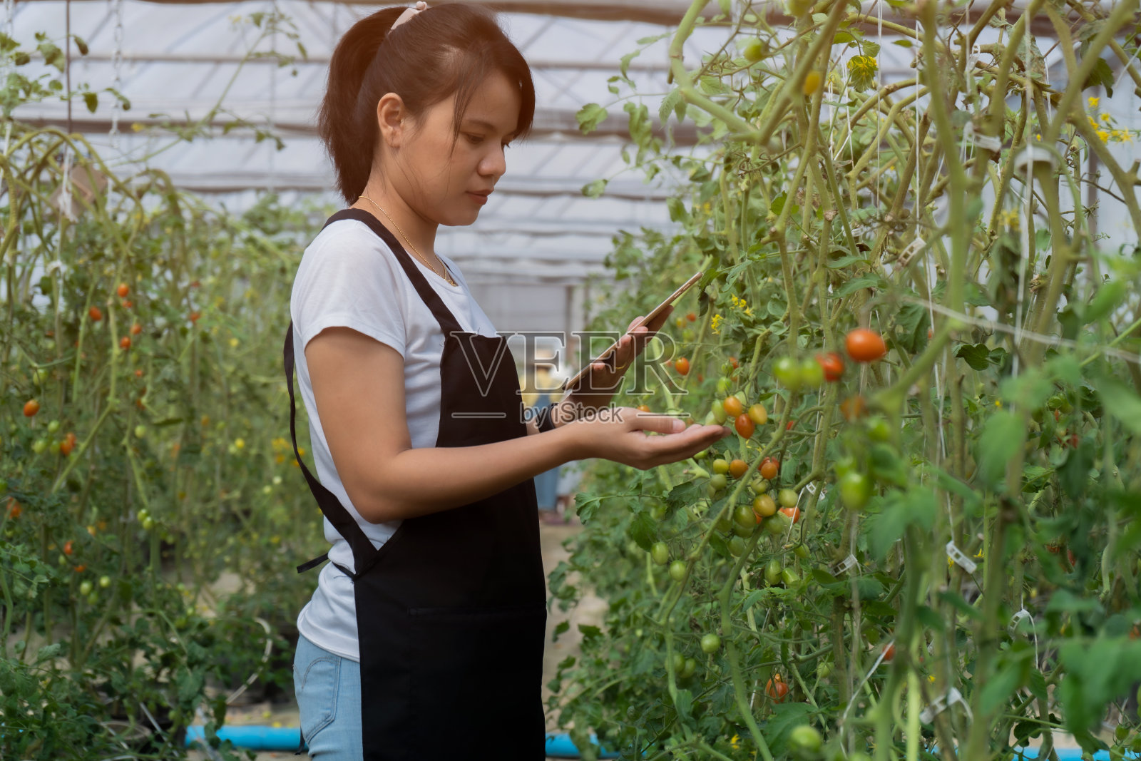 年轻的女园丁在有机番茄农场智能种植上使用数字平板电脑照片摄影图片