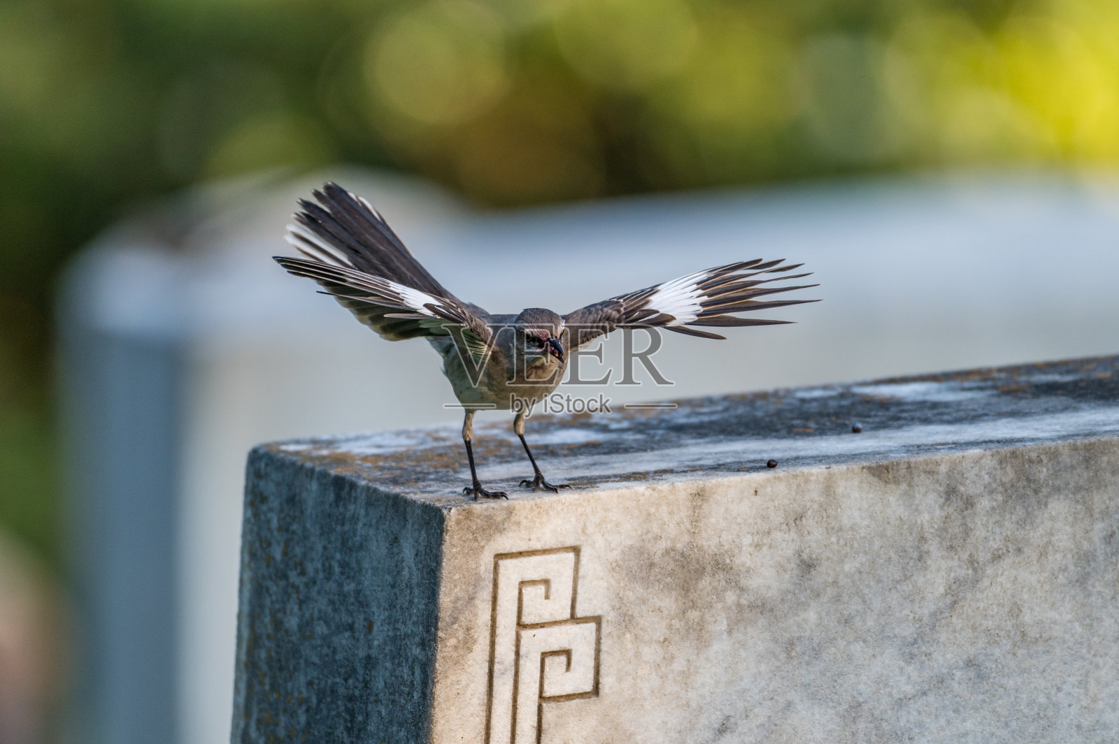 北方反舌鸟在墓碑上展翅照片摄影图片