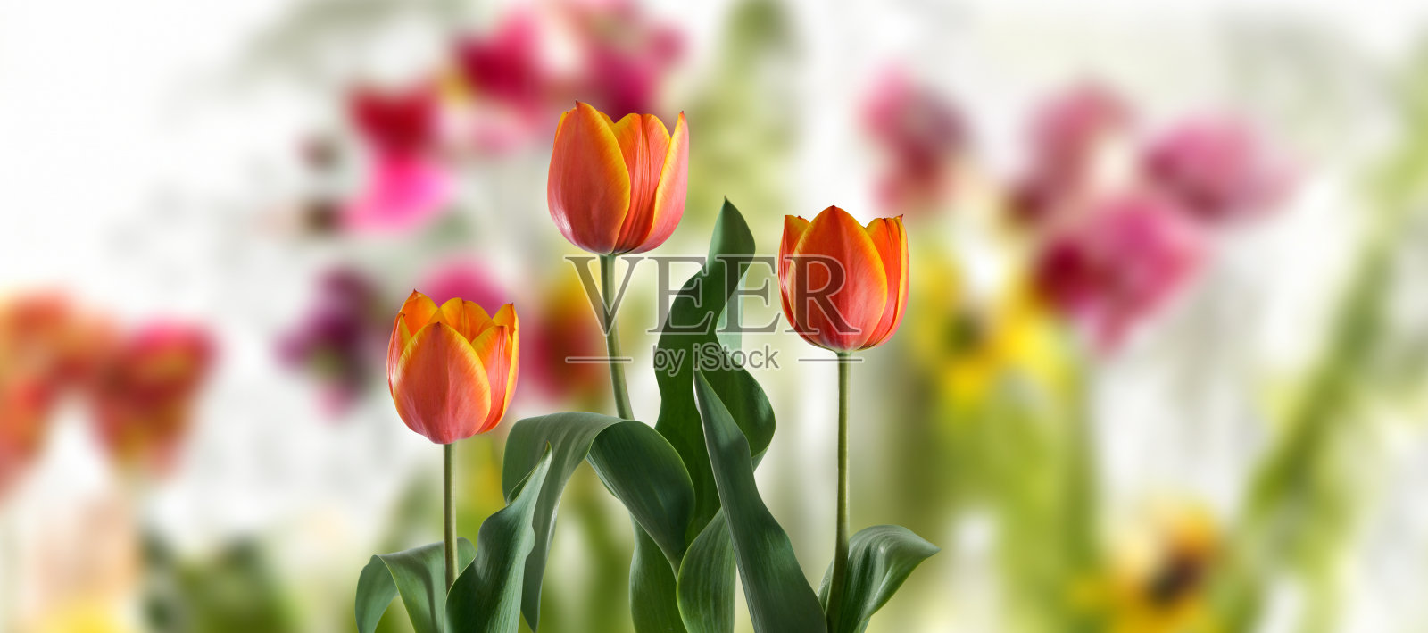 三朵橙色的郁金香在春天的花园里盛开照片摄影图片