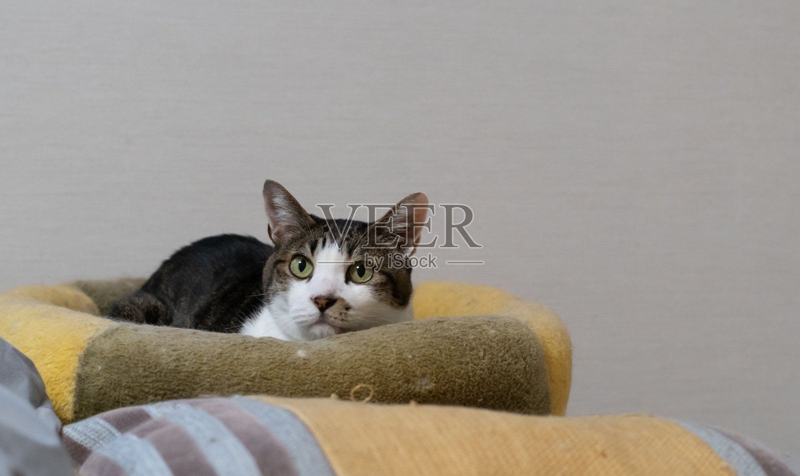 盯着猫照片摄影图片