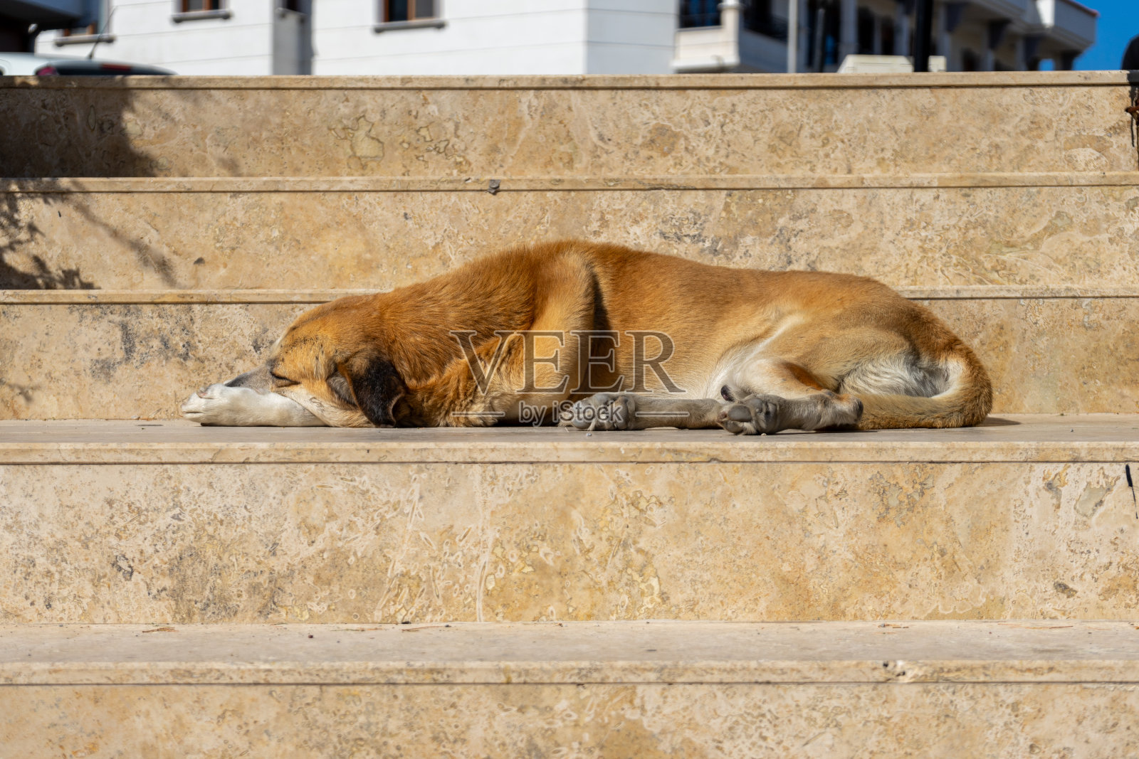 无家可归的狗躺在街道的楼梯上照片摄影图片