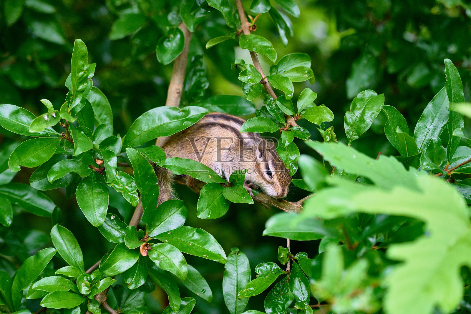 花栗鼠在树上进食。照片摄影图片