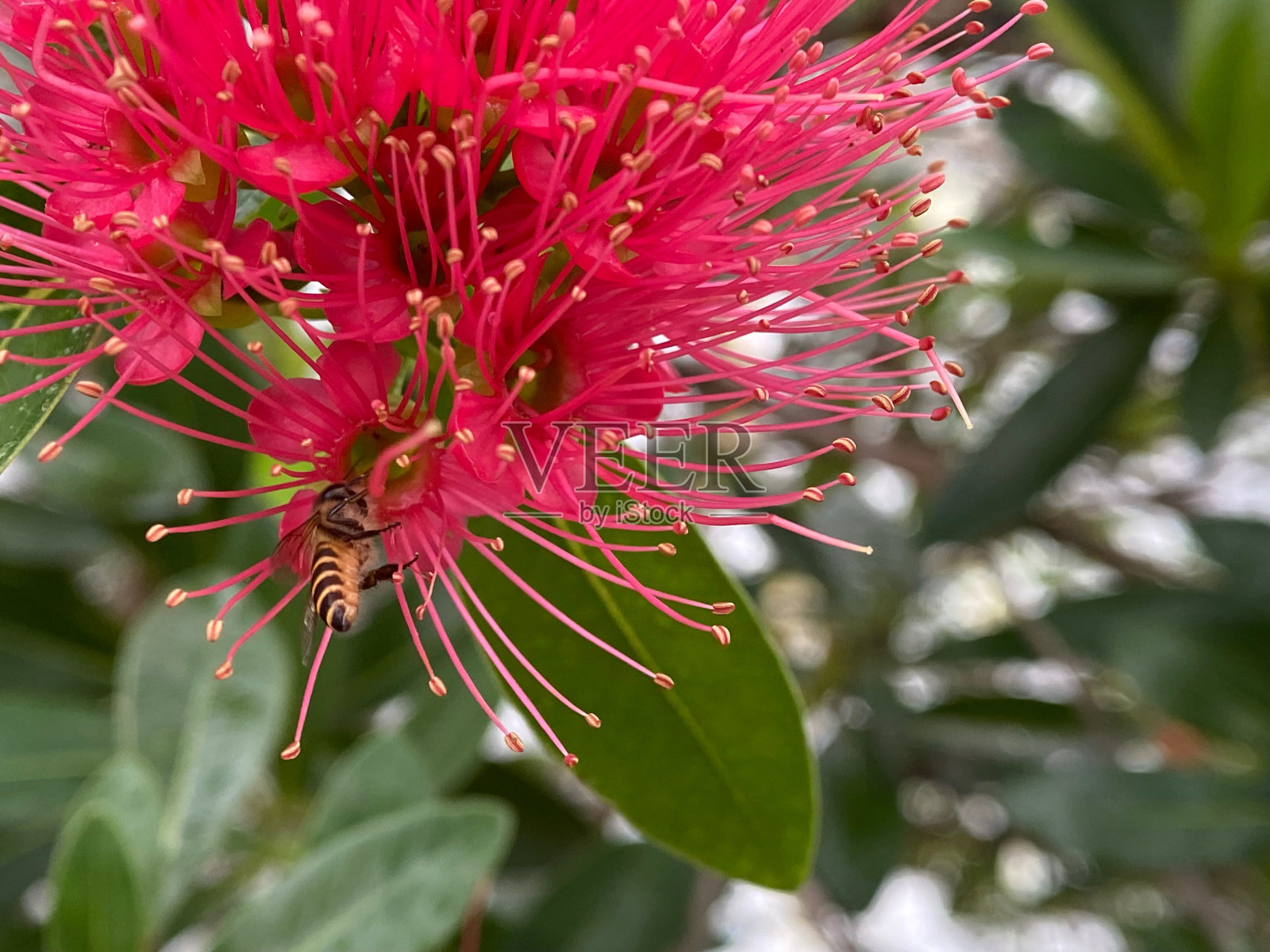 花，产自新西兰照片摄影图片