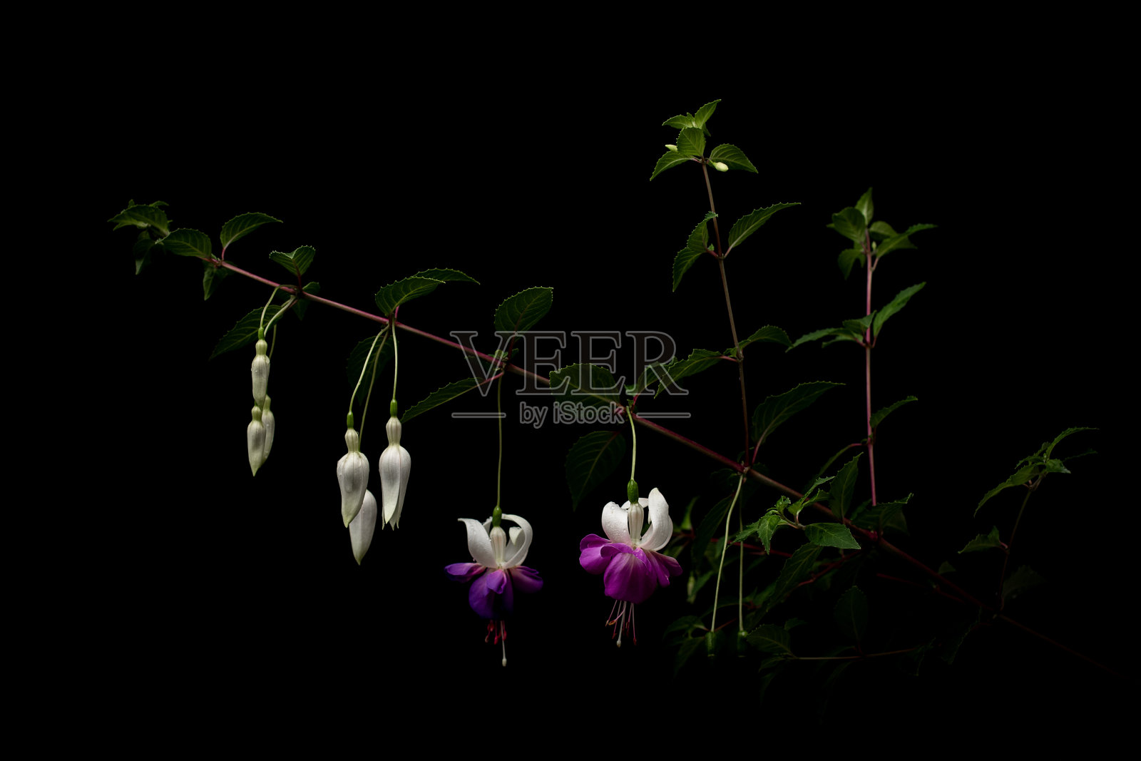 紫红色“德尔塔的萨拉”照片摄影图片