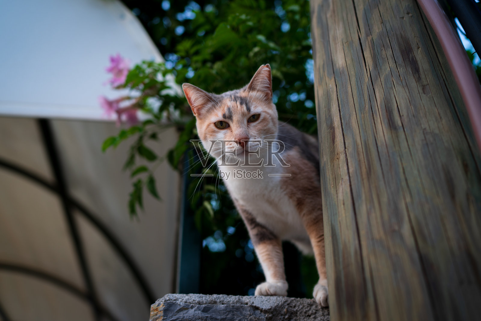 一只流浪猫好奇地看着相机照片摄影图片