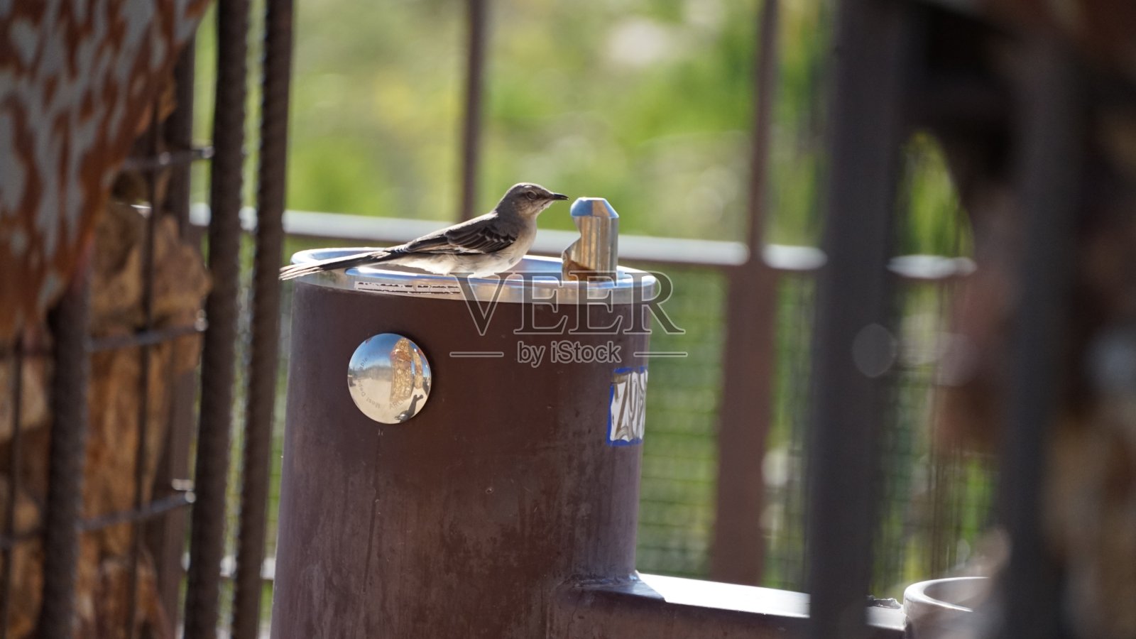 日落公园里的鸟照片摄影图片