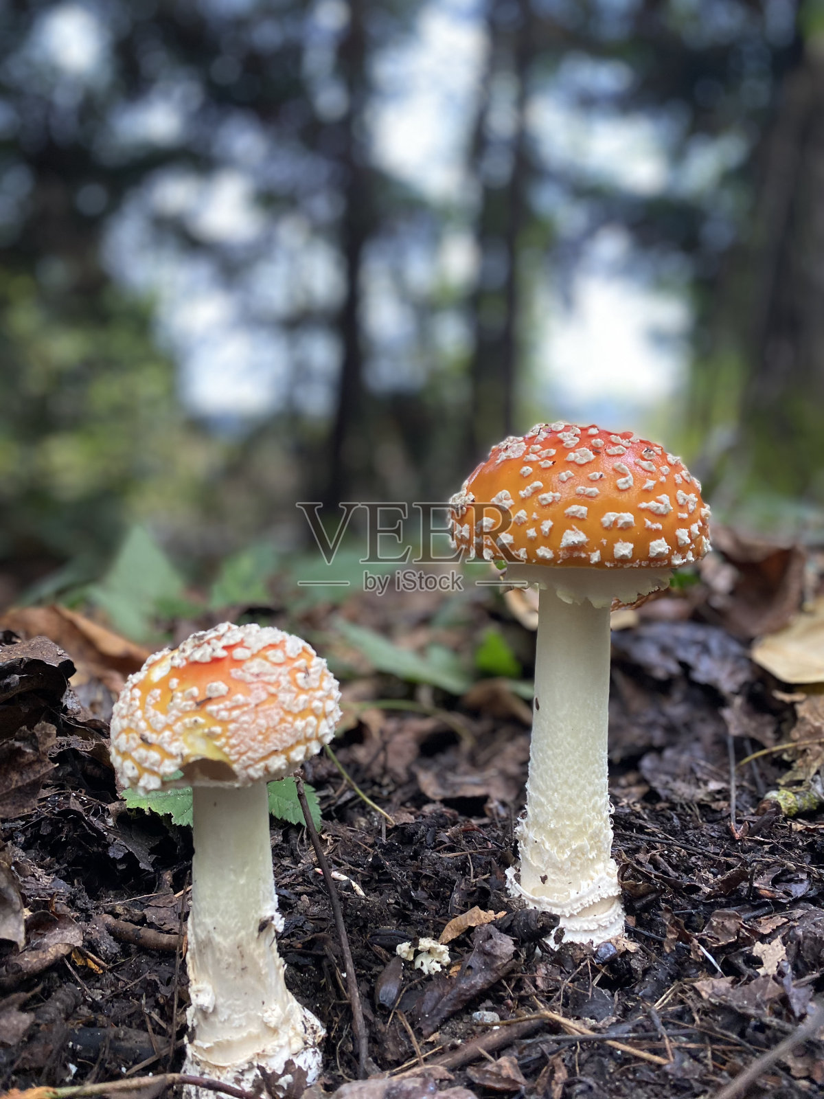 蘑菇照片摄影图片