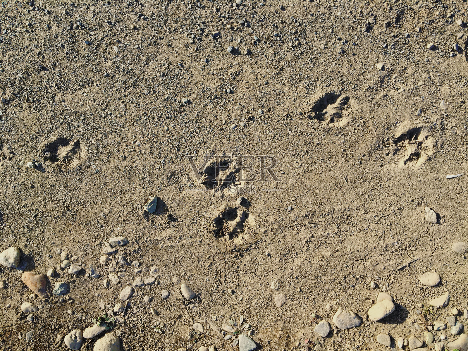地上有流浪猫的脚印照片摄影图片