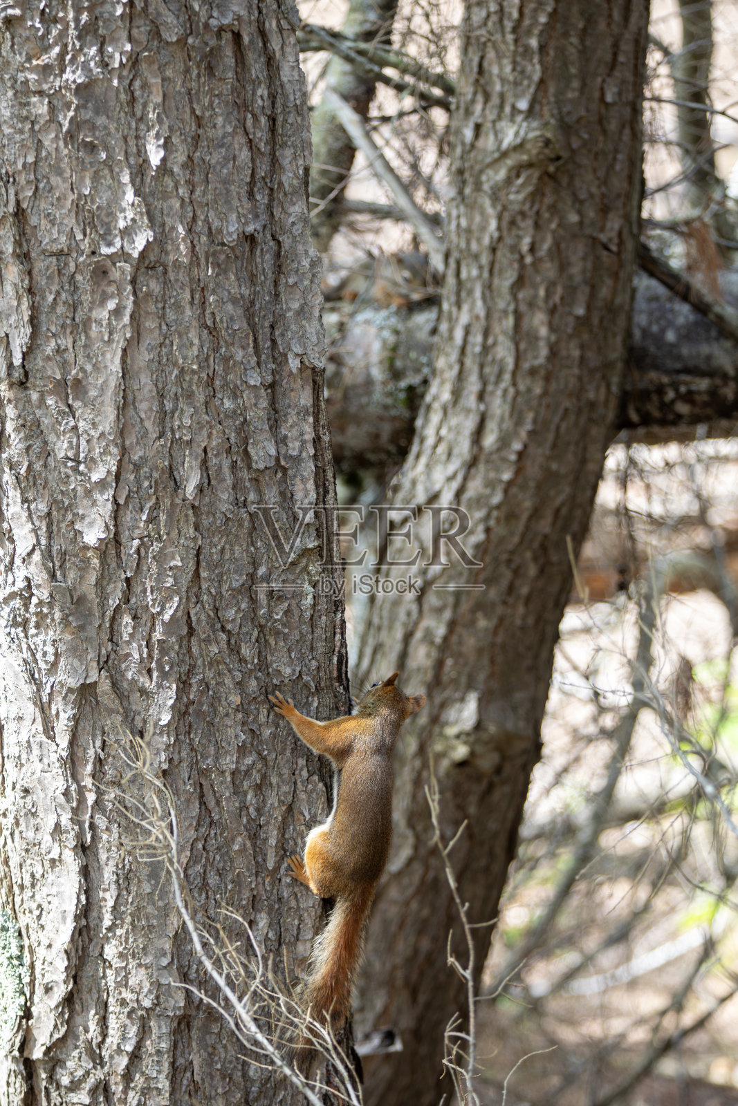 一只红松鼠在安大略省森林的树上。照片摄影图片