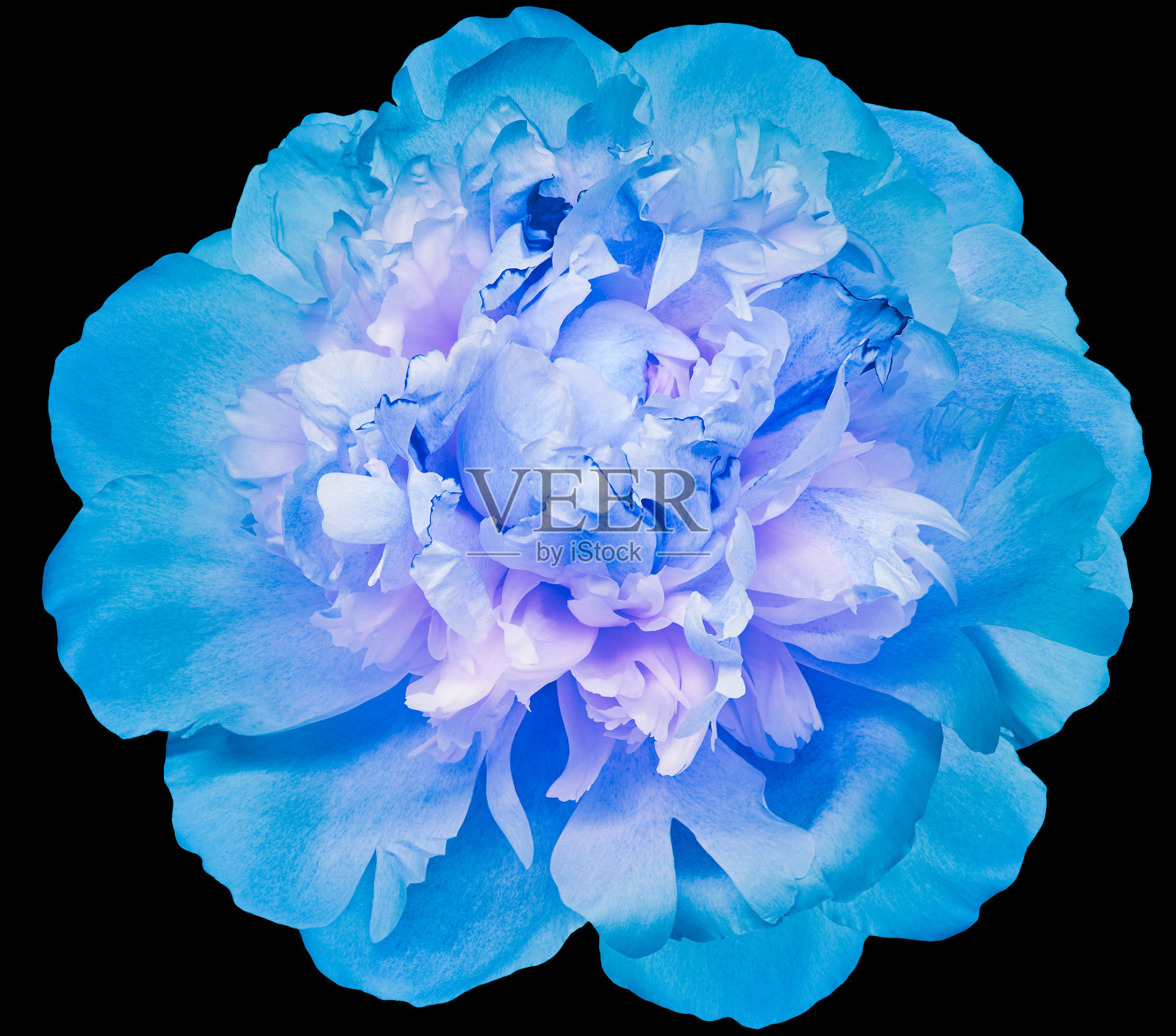 蓝色牡丹花在黑色孤立的背景与剪辑路径。特写镜头。为设计。大自然。照片摄影图片