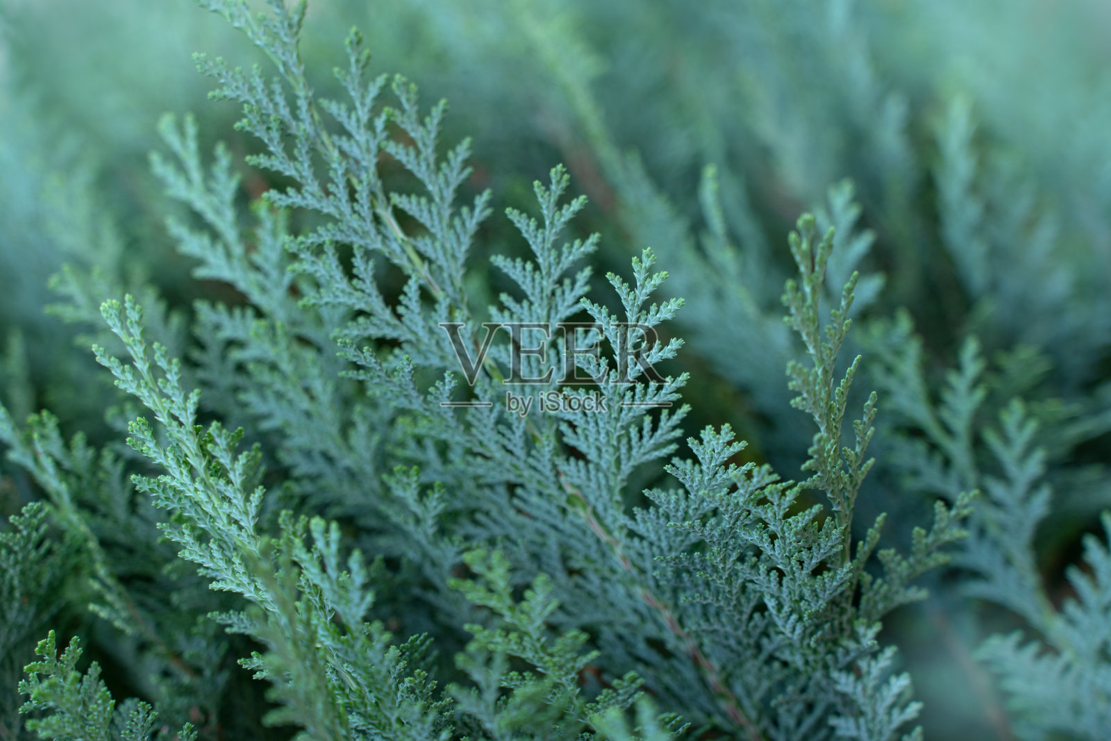 绿色圣诞纹理自然背景。常绿针叶树照片摄影图片
