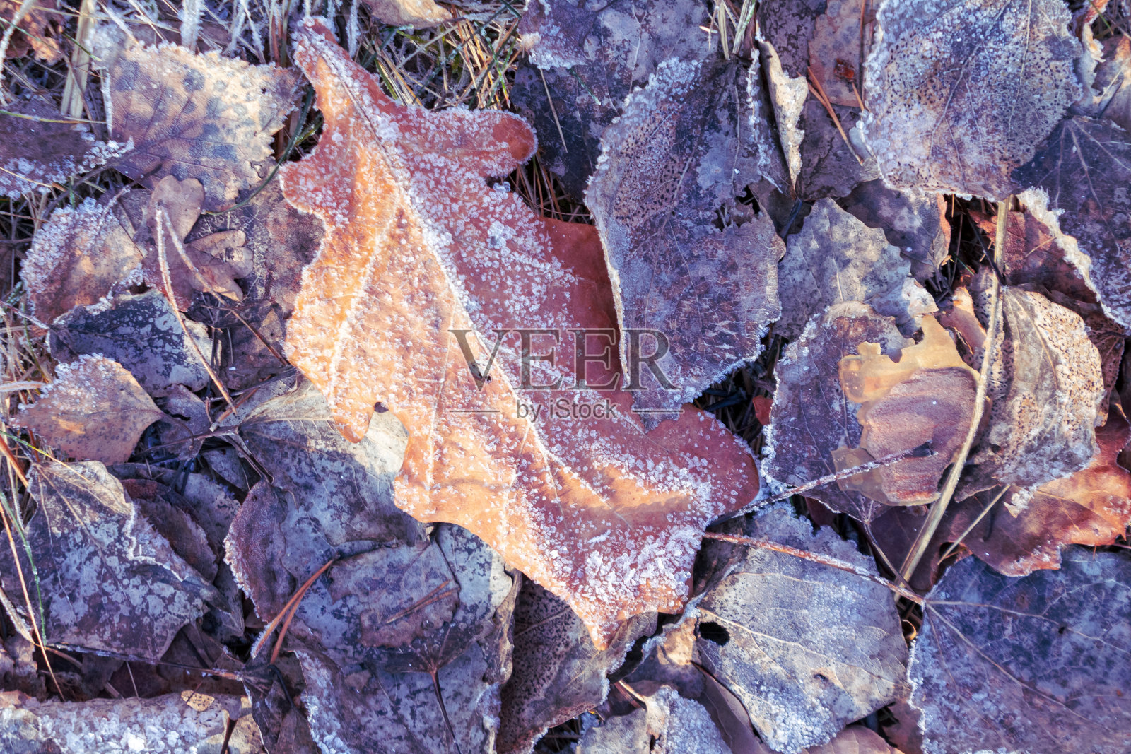 冬天植物被雪覆盖，叶子结冰，落下的雪、霜和降水、冻雨照片摄影图片