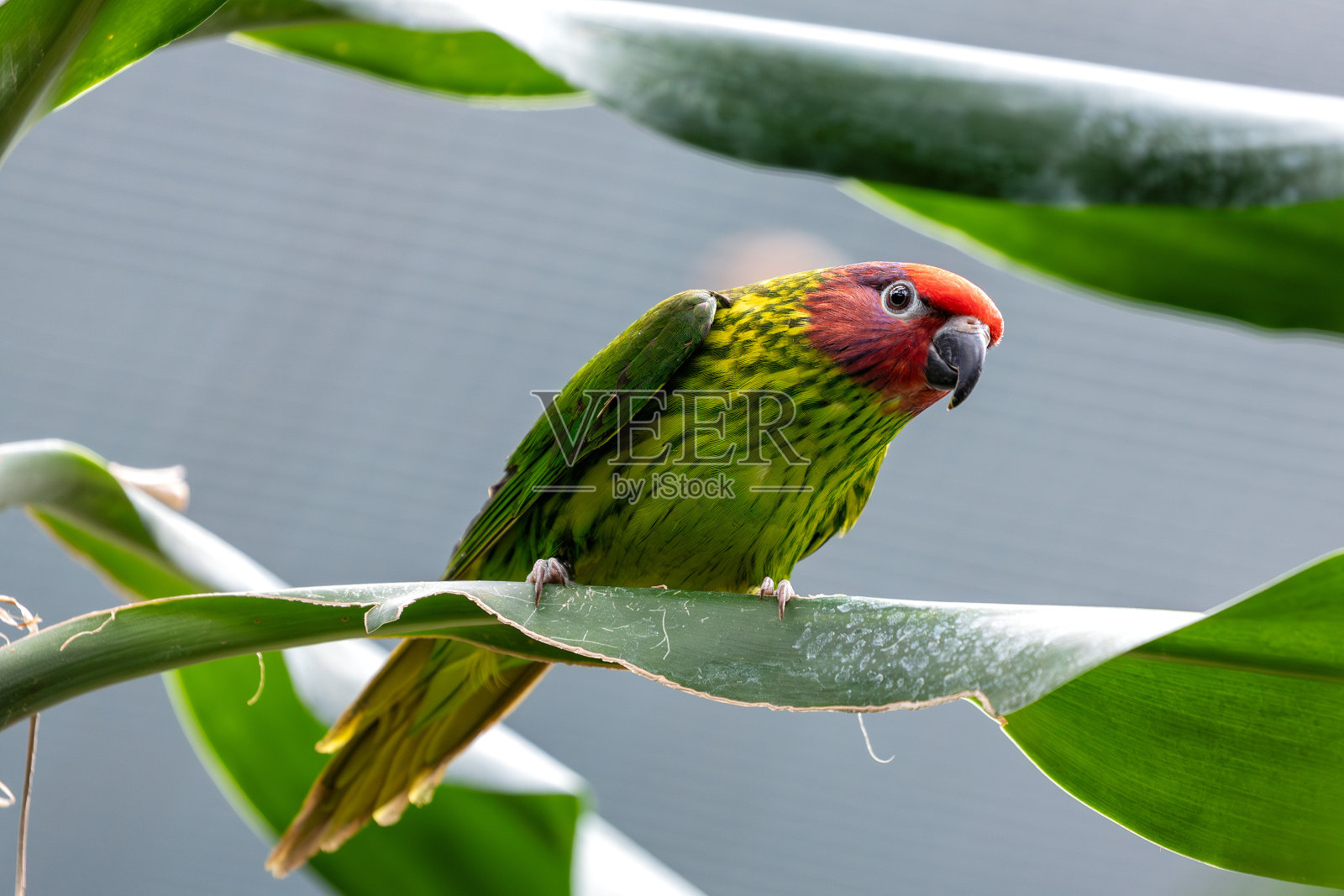 戈尔迪鹦鹉(学名:Psitteuteles goldiei) -常见于新几内亚照片摄影图片