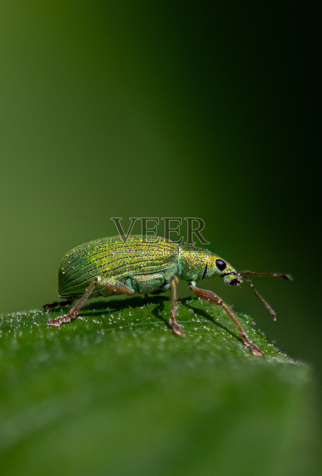 绿色移民叶象甲照片摄影图片