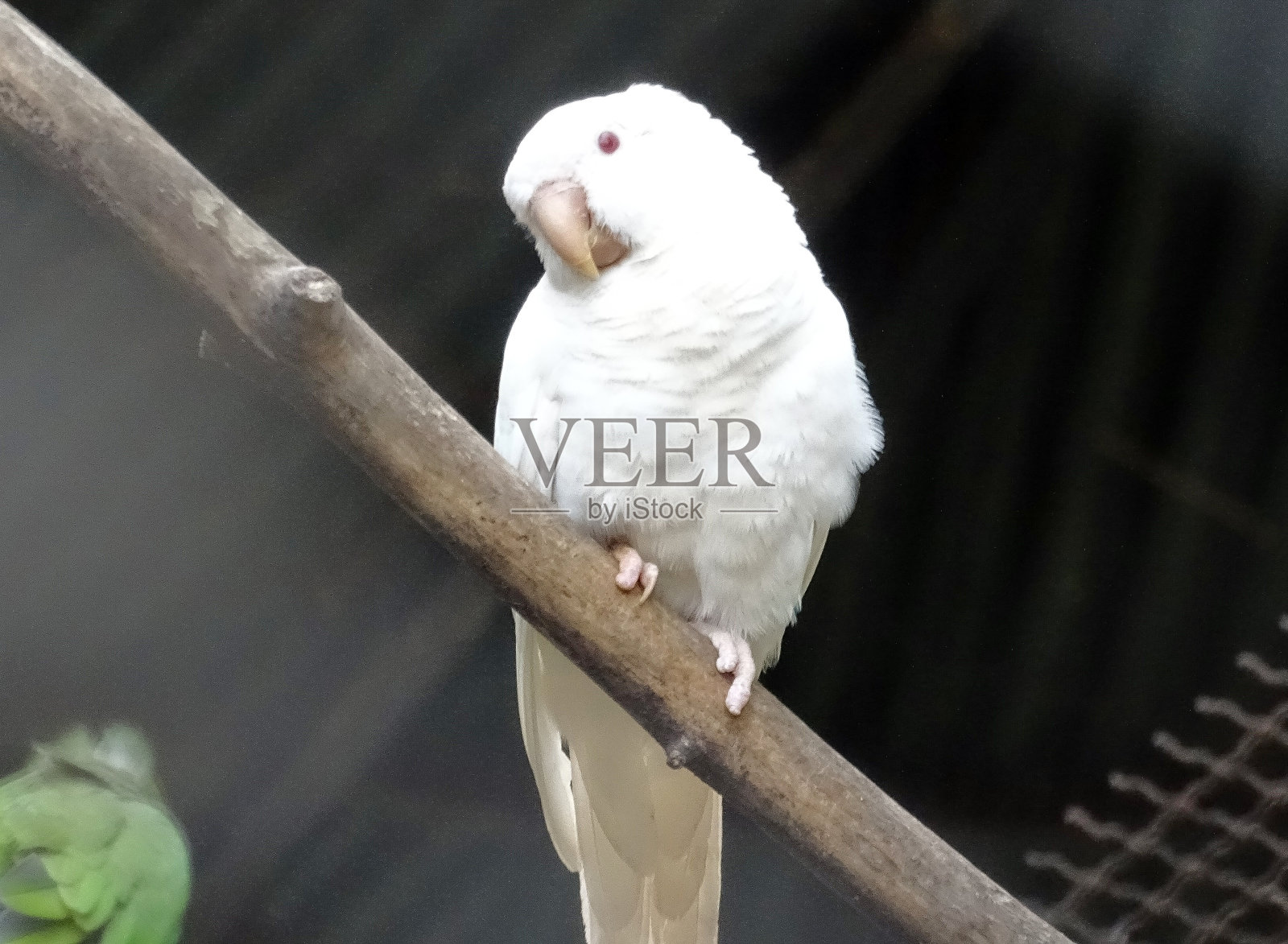 动物园的玫瑰环长尾小鹦鹉。Psittacula krameri照片摄影图片