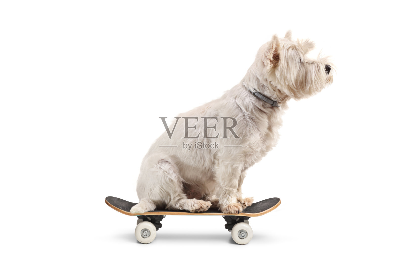 小猎犬坐在一个小滑板上照片摄影图片