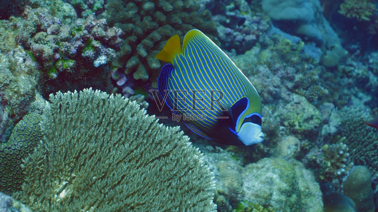 神仙鱼皇帝(Pomacanthus imperator)在不同的珊瑚海景照片摄影图片