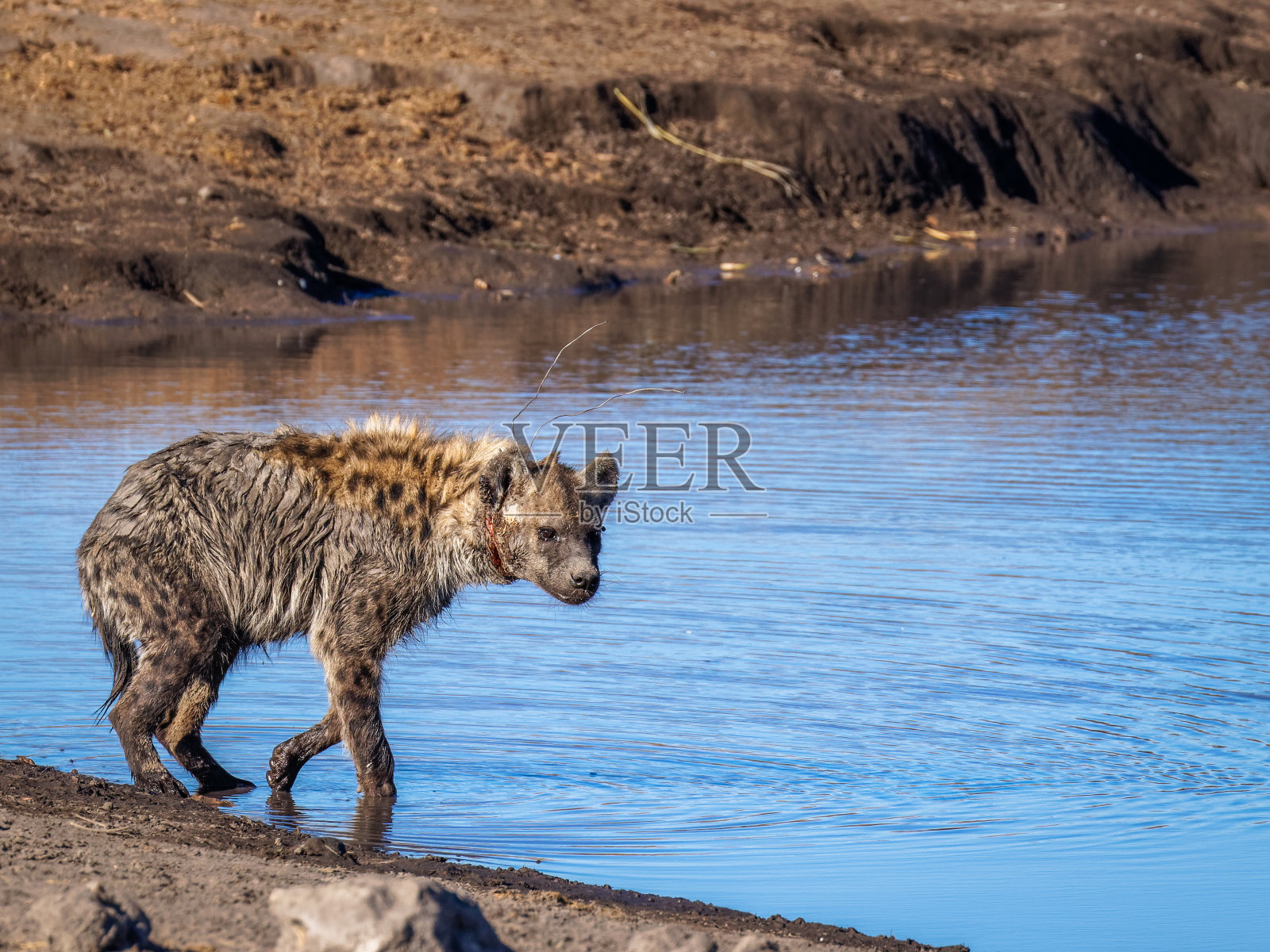 斑点鬣狗(Crocuta Crocuta)在水坑，被偷猎者使用的金属线打伤，纳米比亚埃托沙国家公园。照片摄影图片