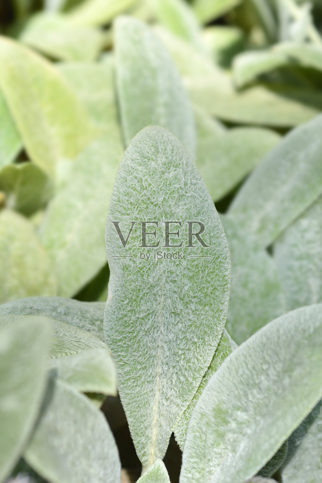 羔羊耳银色地毯照片摄影图片