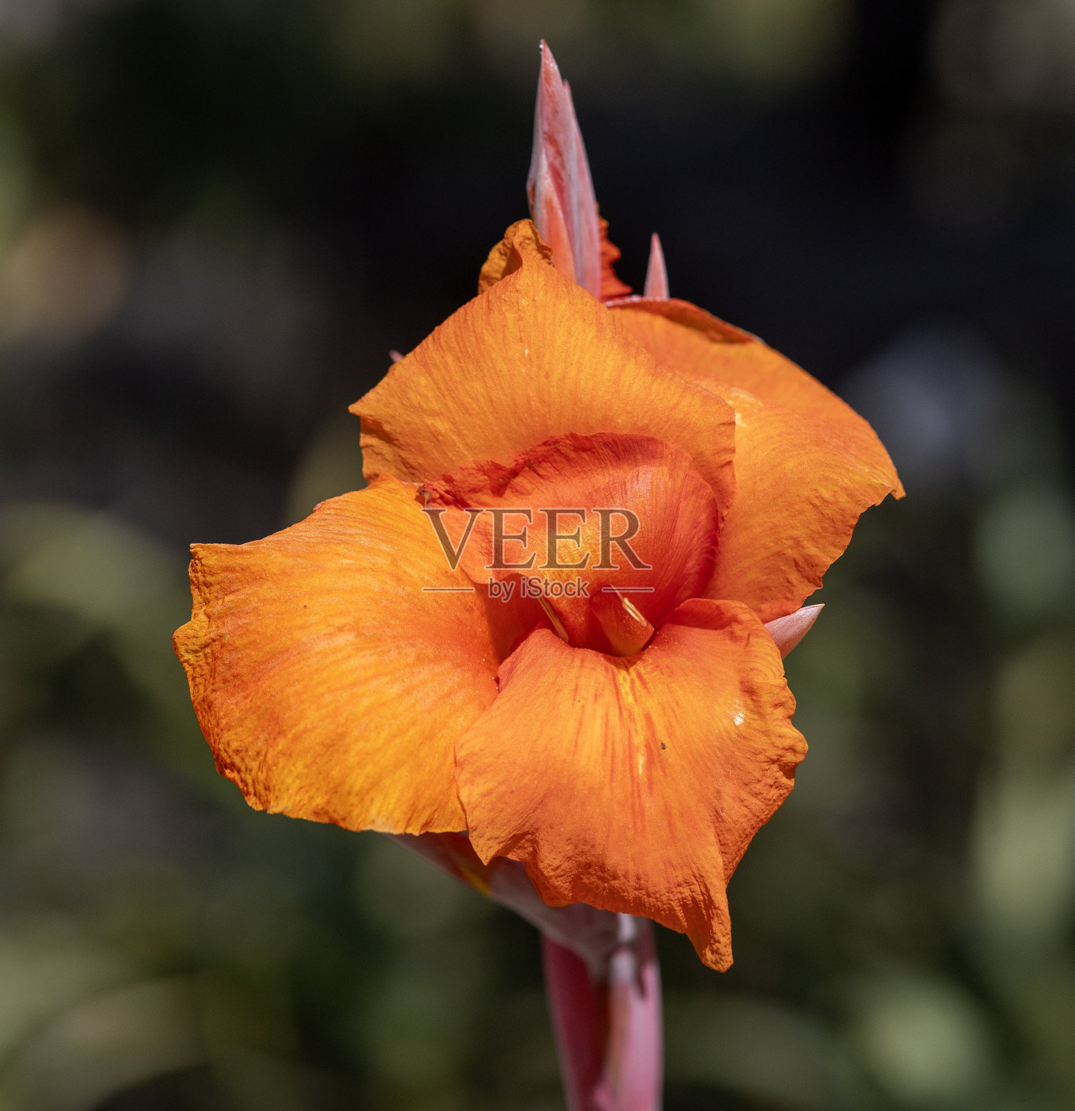 美人蕉花在模糊的背景照片摄影图片