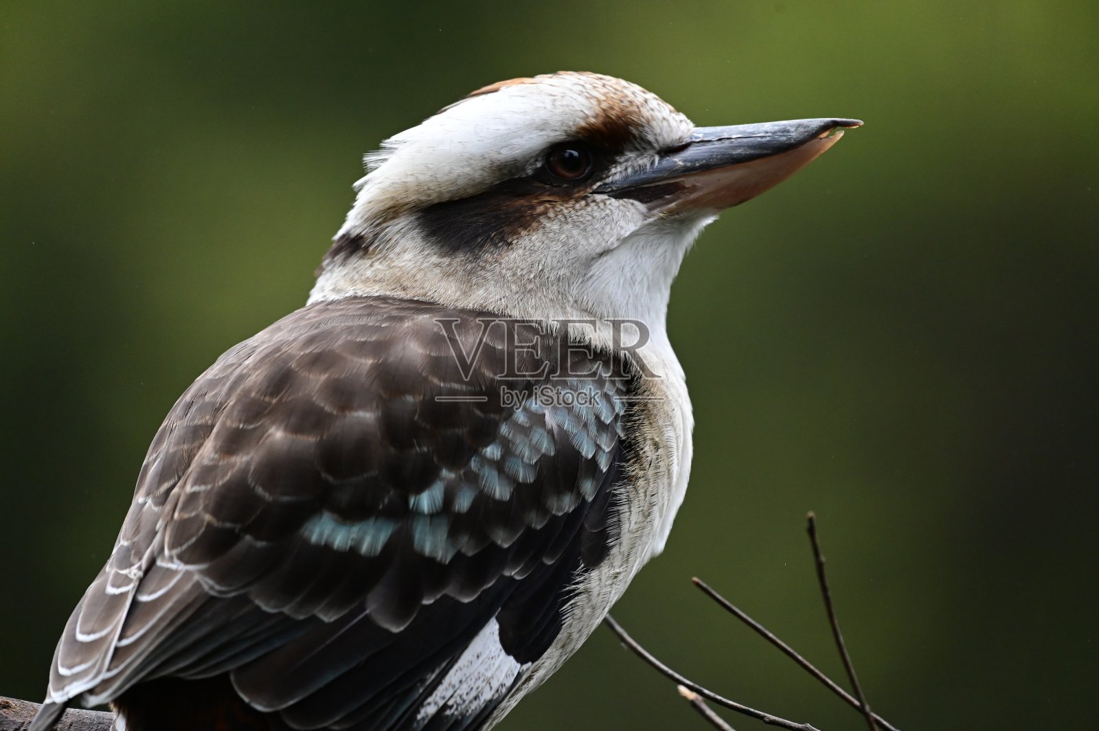 笑翠鸟照片摄影图片