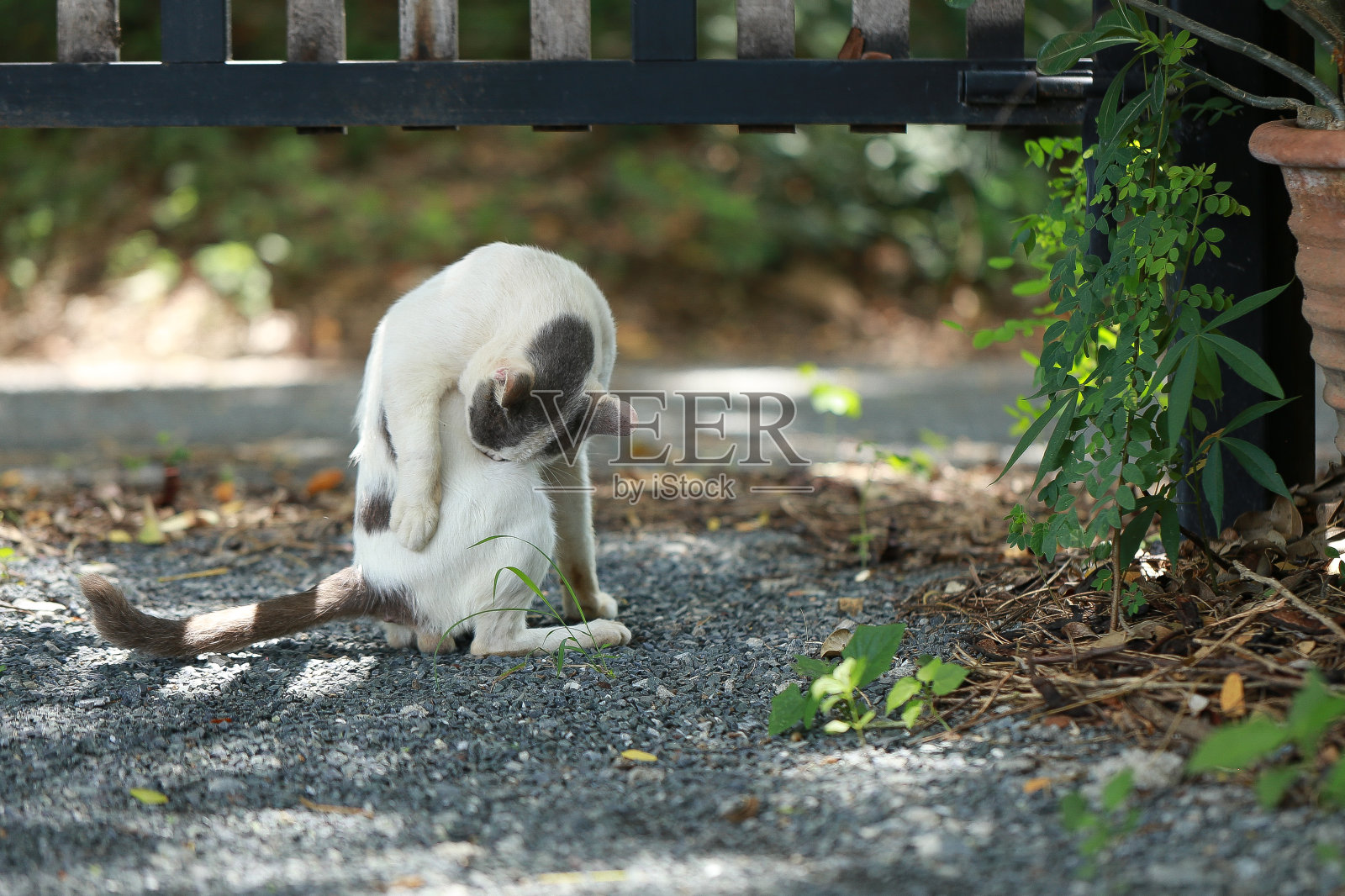 一只无家可归的白猫在花园里散步。照片摄影图片