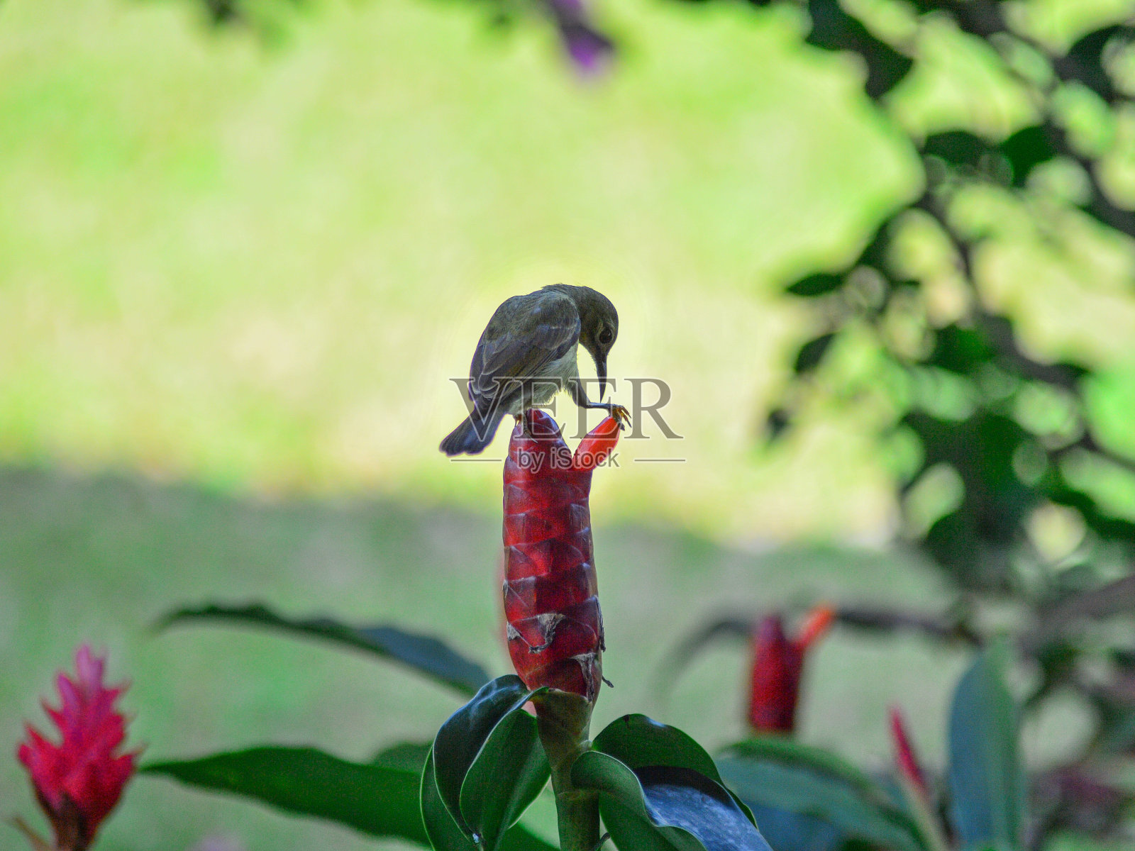 花蜜搜索照片摄影图片