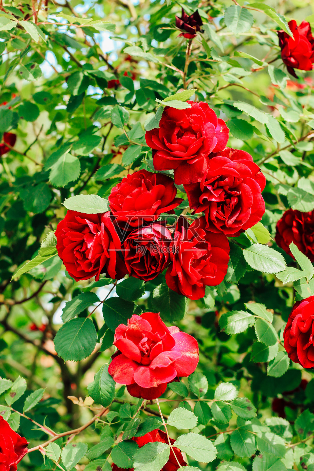 植物园里的红牡丹攀缘玫瑰丛特写，玫瑰为背景照片摄影图片